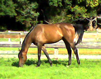 Splash Protect (aka "Finnegan") is doing wonderful and is enjoying his new life.