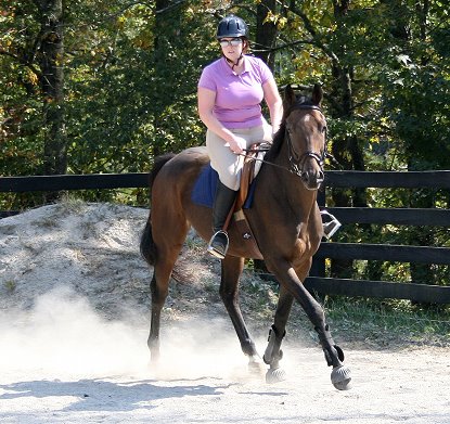 Thoroughbred Horse for sale