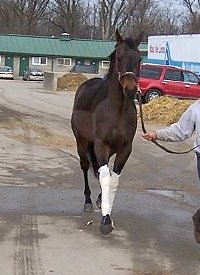 "Stormie" is your flat kneed, daisy cutter hunter prospect!