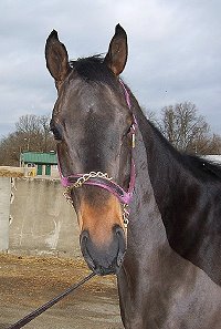 "Stormie" is an elegant and classy horse who is very athletic.