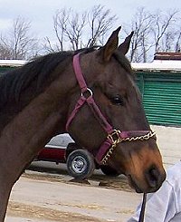 "Stormie" has the movement for the show hunter ring. 
