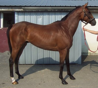 Taken Chances - A former Prospect Horse For Sale - Congratulations to Lea Mueller of Hendersonville, NC