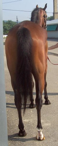 Thoroughbred Horse For Sale