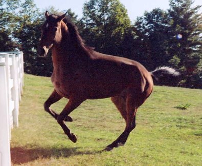 Taken Chances enjoys his freedom. November 2007