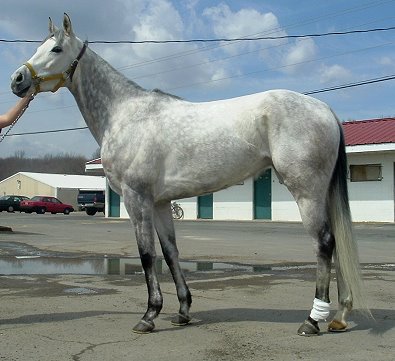 Tactical Blast was a Prospect Horse For Sale in April 2007. 