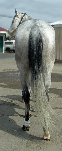 "Tactical" is a six year-old, 16.2 hand grey filly.