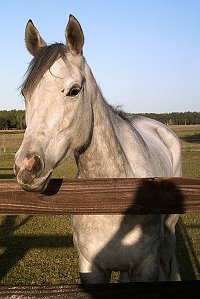 Tactical Blast is enjoying her new life with Staci Tomacari in Florida. June 2007