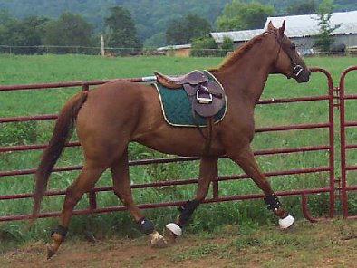 Title Search is free lunged.