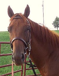 OTTB Title Search has settled into life in Tennessee.