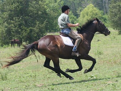 Bob got the chance to open up "Two Jump" and experience the thrill of "flying" on a Thoroughbred. 