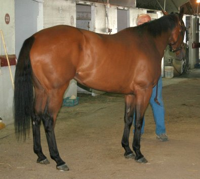Thoroughbred Horse For Sale
