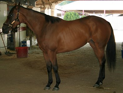 Thoroughbred Horse For Sale