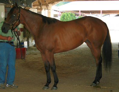 Thoroughbred Horse For Sale