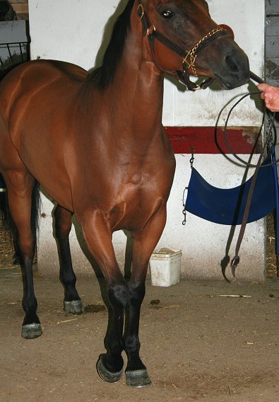 Thoroughbred Horse For Sale