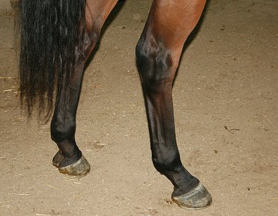 Thoroughbred Horse For Sale
