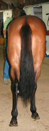Thoroughbred Horse For Sale