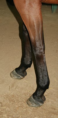 Thoroughbred Horse For Sale