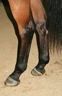 Thoroughbred Horse For Sale