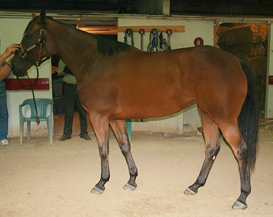 Thoroughbred Horse For Sale