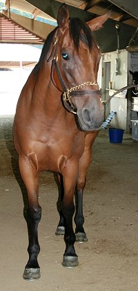 Thoroughbred Horse For Sale