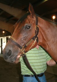 Thoroughbred Horse For Sale