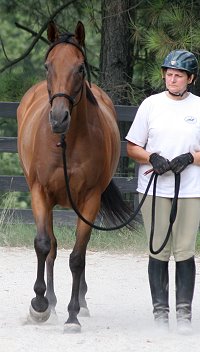 Thoroughbred Horse For Sale