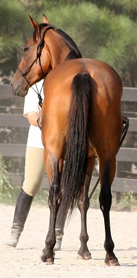 Thoroughbred Horse For Sale