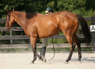 Thoroughbred Horse For Sale