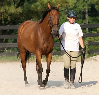 Thoroughbred Horse For Sale