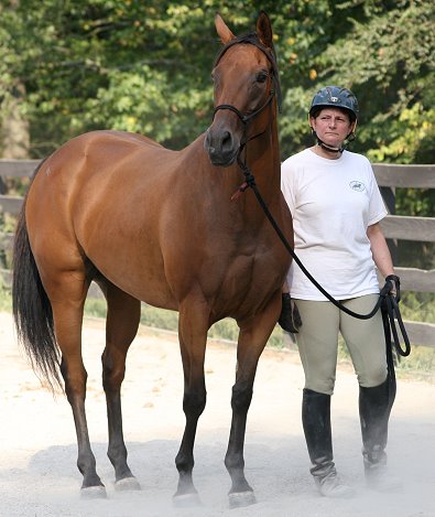 Thoroughbred Horse For Sale
