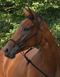 Thoroughbred Horse For Sale