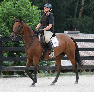 Thoroughbred Horse For Sale