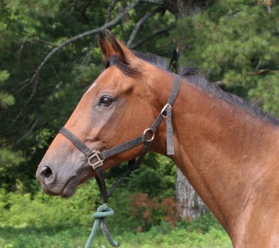 "Creek" is the half brother of Classic Casey.