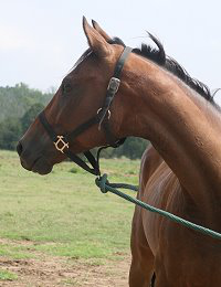 We had the chance to ride the half brother of horse for sale Classic Casey.