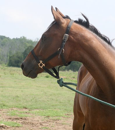 "Creek" is a half brother of Classic Casey