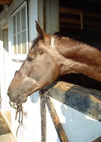 Weatherford aka "Roo" has made it home to Frederick, MD. 