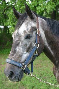 Former grey horses for sale - Weatherford is having an identity crisis, he can't decide whether or not he wants to be a gray or a roan. 