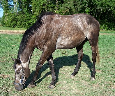 Off-the-Track-Thorougbhbred Weatherford quietly settled down to eating grass. 