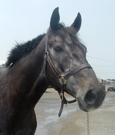 Thoroughbred Horse For Sale