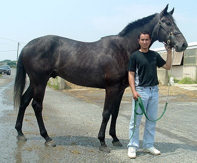 Thoroughbred Horse For Sale