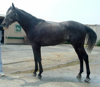 Thoroughbred Horse For Sale