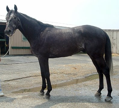 Click here to see Weatherford's Prospect Horse For Sale photos. 