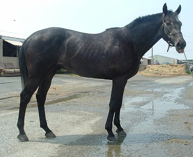 Weatherford was a Prospect Horse For Sale in June 2007.