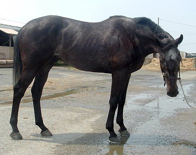 Thoroughbred Horse For Sale