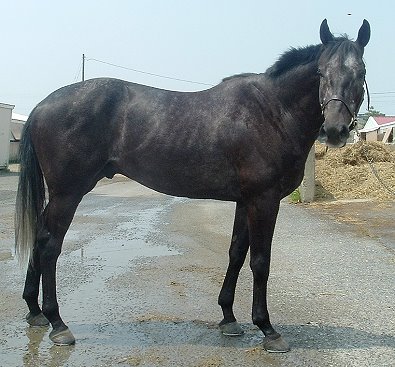Thoroughbred Horse For Sale