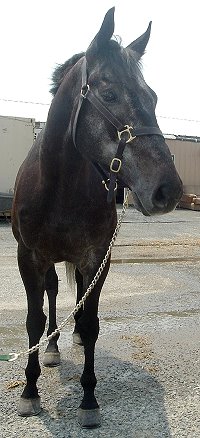 Thoroughbred Horse For Sale