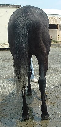 Thoroughbred Horse For Sale