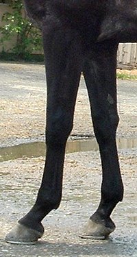 Thoroughbred Horse For Sale