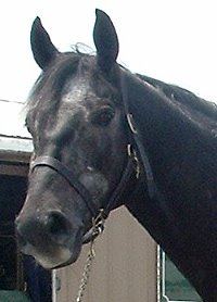 Click here to see Weatherford's Prospect Horse For Sale photos. 