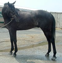 Thoroughbred Horse For Sale